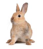 pixwords LAPIN
