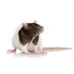 pixwords RAT