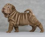 pixwords SHAR-PEI