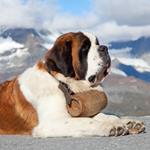 pixwords SAINT-BERNARD
