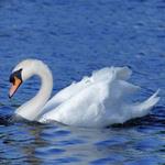 pixwords CYGNE