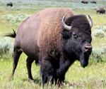 pixwords BISON