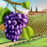 pixwords VIGNOBLE