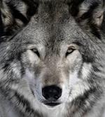 pixwords LOUP