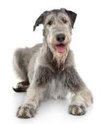 pixwords WOLFHOUND
