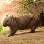 pixwords WOMBAT