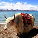 pixwords YAK