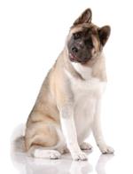 pixwords AKITA