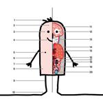 pixwords ANATOMIE
