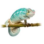 pixwords CAMÉLÉON