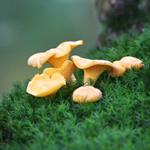 pixwords CHANTERELLE