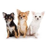 pixwords CHIHUAHUA