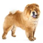 pixwords CHOWCHOW