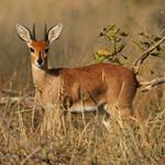 pixwords ANTILOPE