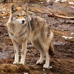 pixwords COYOTE