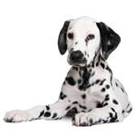 pixwords DALMATIEN