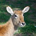 pixwords CERF