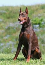 pixwords DOBERMAN