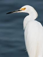 pixwords AIGRETTE