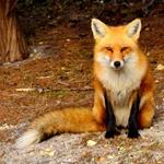 pixwords RENARD