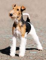 pixwords FOX TERRIER