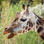pixwords GIRAFE