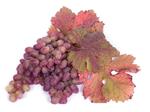pixwords RAISIN