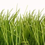 pixwords HERBE