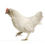 pixwords POULE