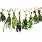 pixwords HERBES