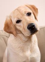 pixwords LABRADOR