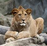 pixwords LION