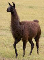 pixwords LAMA