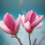 pixwords MAGNOLIA