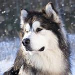 pixwords MALAMUTE