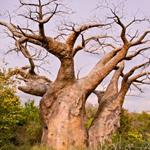 pixwords BAOBAB