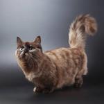 pixwords MUNCHKIN