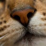 pixwords NEZ
