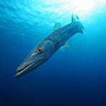pixwords BARRACUDA