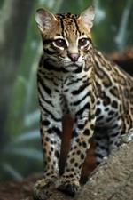 pixwords OCELOT