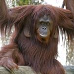 pixwords ORANG-OUTAN