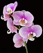 pixwords ORCHIDÉE