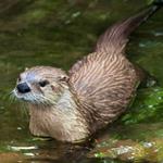 pixwords LOUTRE