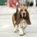 pixwords BASSET