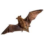 pixwords CHAUVE-SOURIS