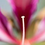 pixwords PISTIL