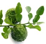 pixwords BERGAMOTE