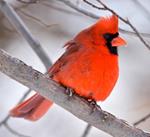 pixwords CARDINAL ROUGE