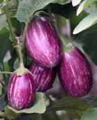 pixwords AUBERGINE