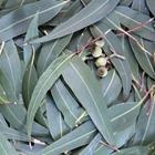 pixwords EUCALYPTUS